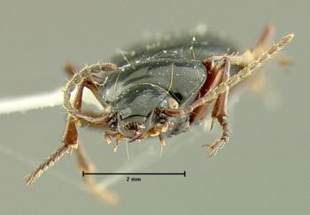 Media type: image;   Entomology 31310 Aspect: head frontal view